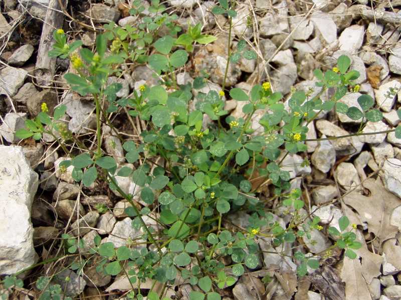 Summer Annual Weeds (and Biennials)